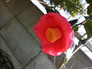 椿の咲く頃 椿の咲く頃