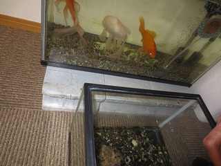 金魚 金魚