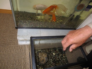 金魚 & 亀 金魚 & 亀