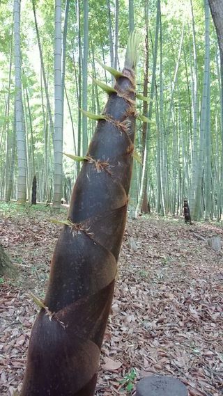 竹林 竹林