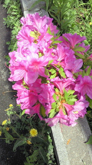 歩道沿いにもつつじの花が 歩道沿いにもつつじの花が