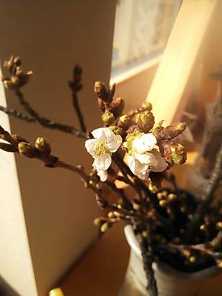 梅も桜も開花宣言!!