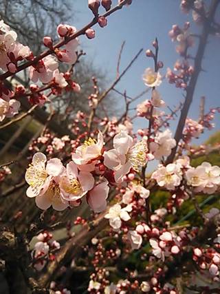梅も桜も開花宣言!!