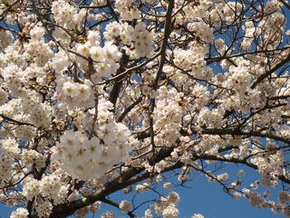 満開の桜 満開の桜