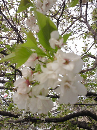 葉桜 葉桜