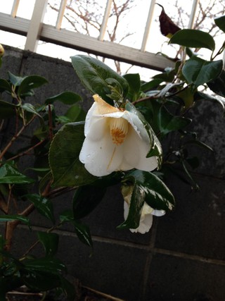 梅も桜も開花宣言!!