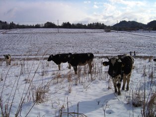 『完全自然放牧』の牛乳その2