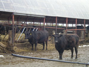 牧場の牛