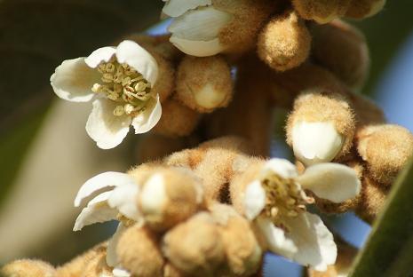 Johの野草 季節の表情 枇杷の花