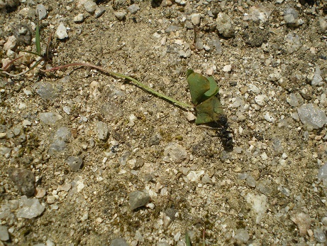 蟻と酢漿草の葉
