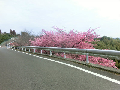 安芸津町大芝島の河津桜満開です