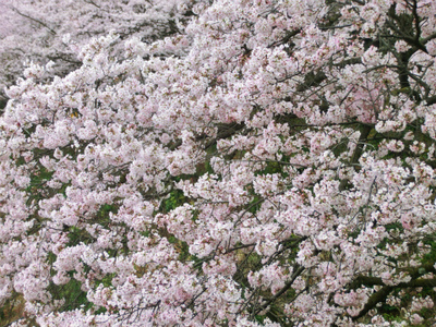 安芸津の海が見える桜！満開です