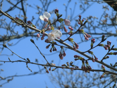 安芸津の桜情報！　開花しました