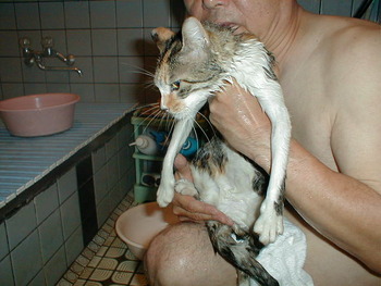 ネコと風呂に入る。写真が出てきました。