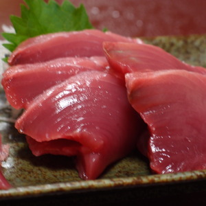 三陸に少し魚が帰ってきた
