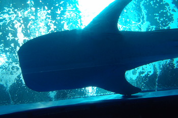 美ら海水族館初訪問